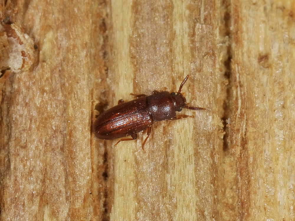 Palorus depressus